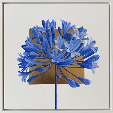 Agapanthus in Blau